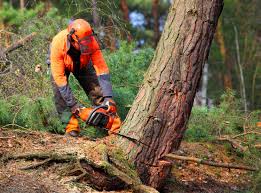  Orange Cove, CA Tree Removal Pros